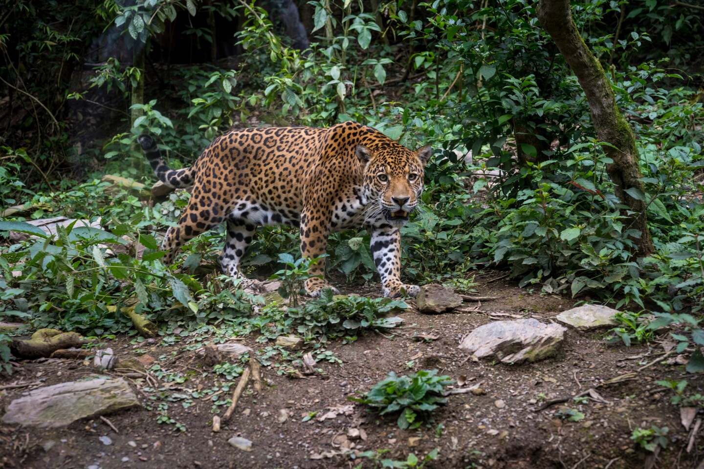 Jaguar en Senda Verde