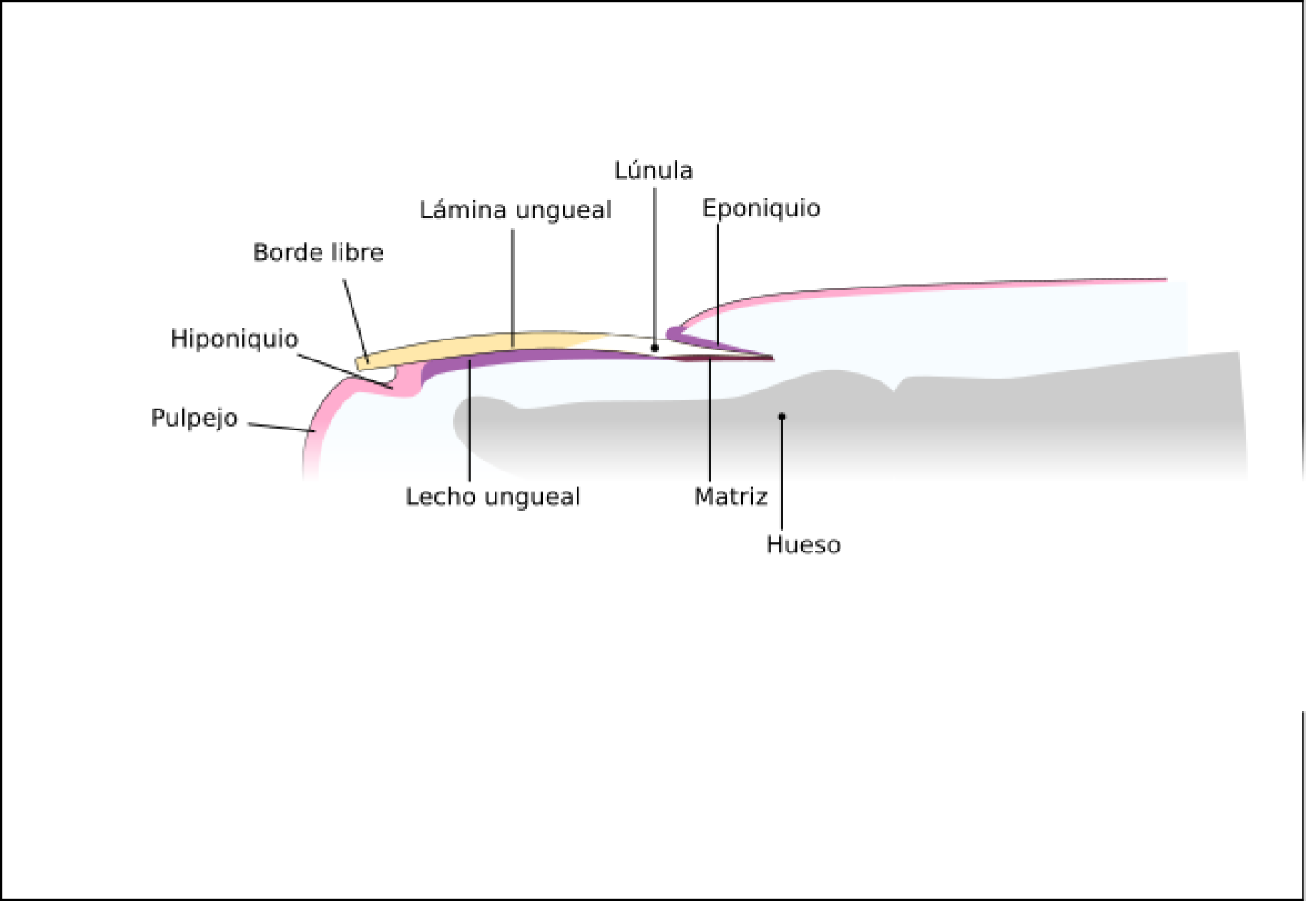 Anatomia_de_una