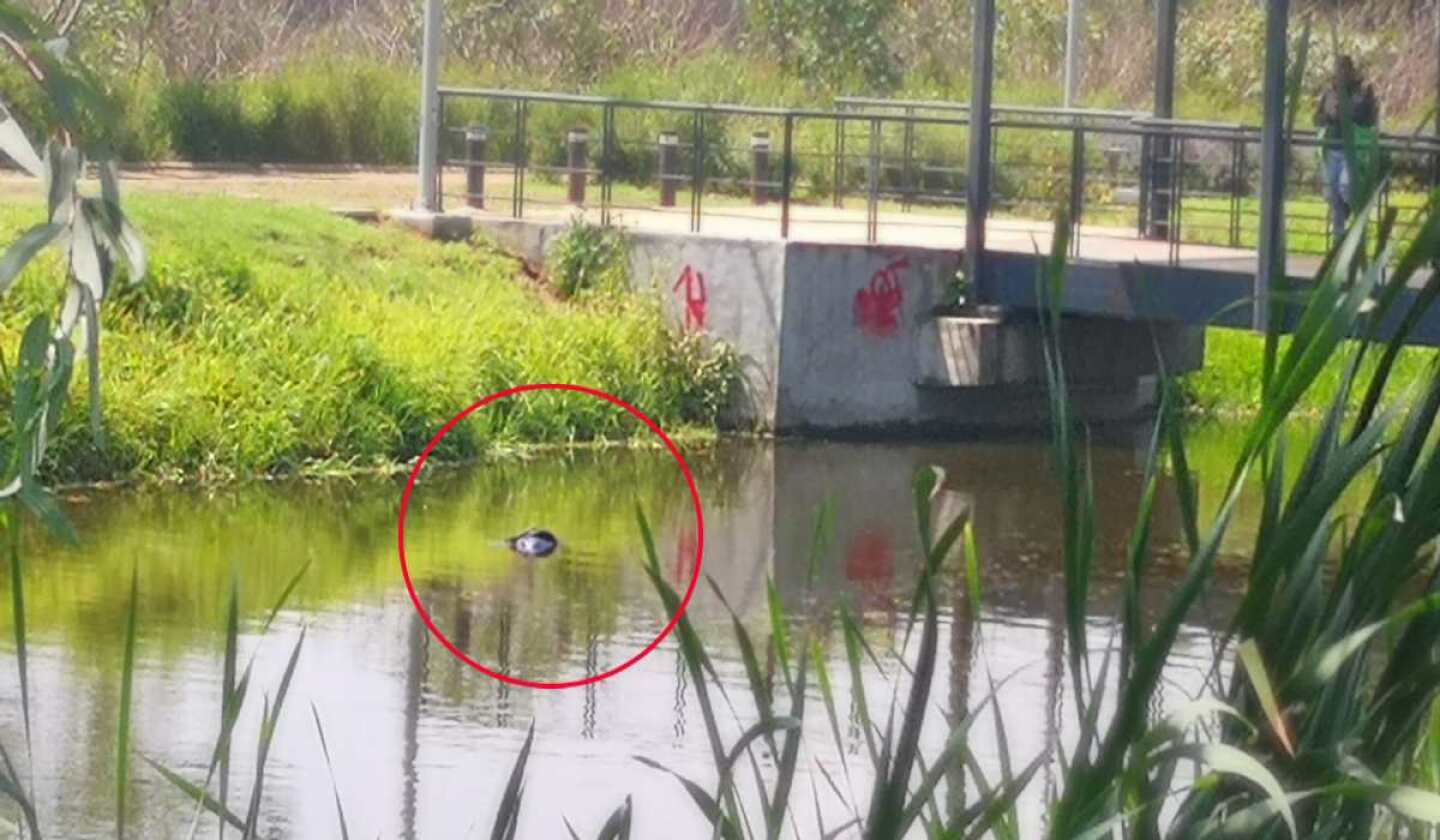 hombre-cuerpo-flotando-canal.jpg