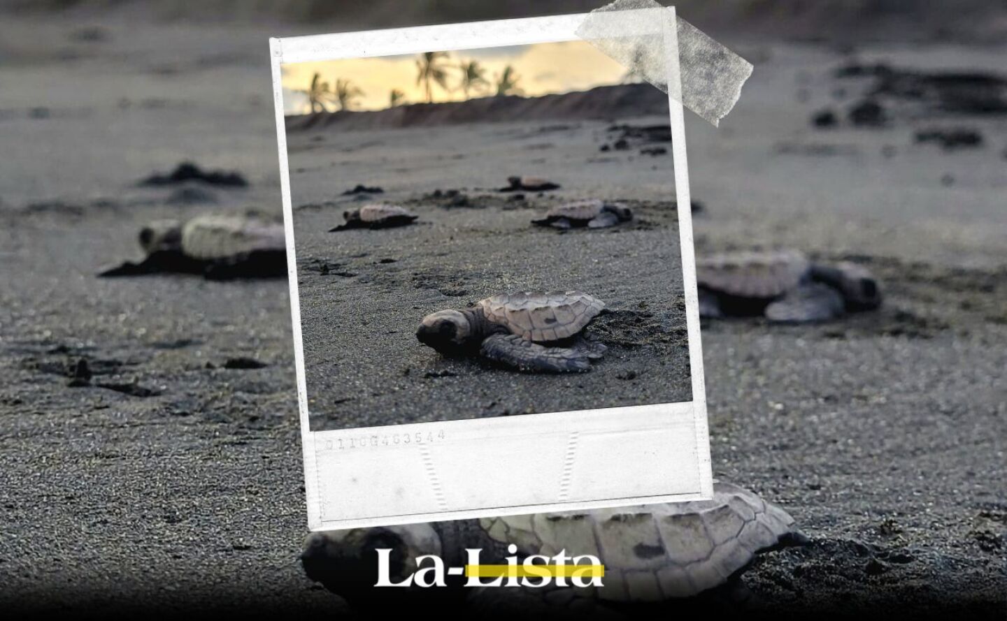 Tortugas