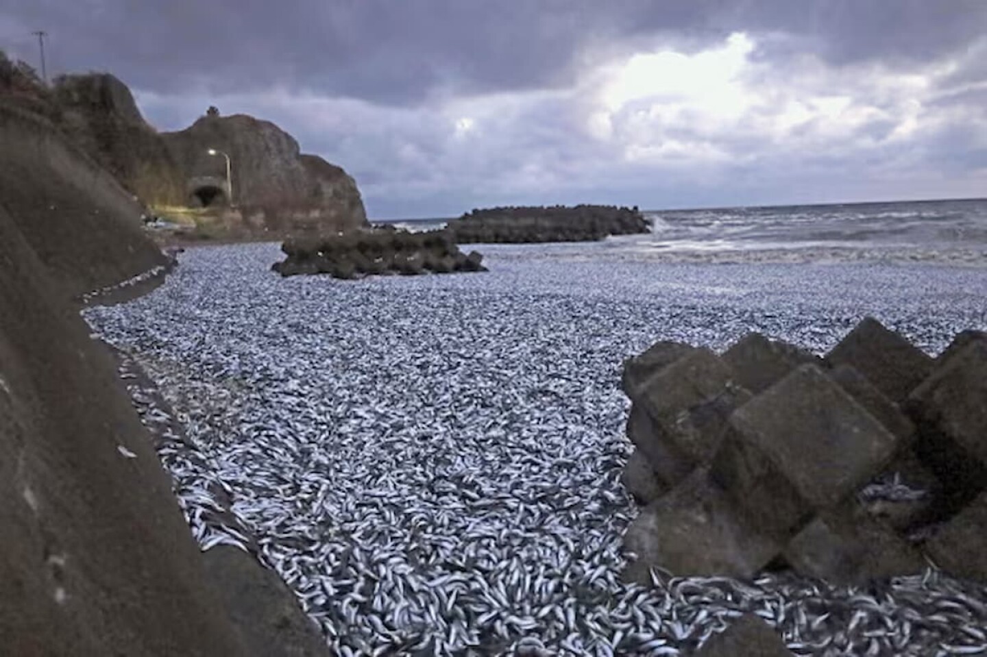 1 Nunca visto Japón desconoce el motivo de la aparición de mil 200 toneladas de pescado en su costa