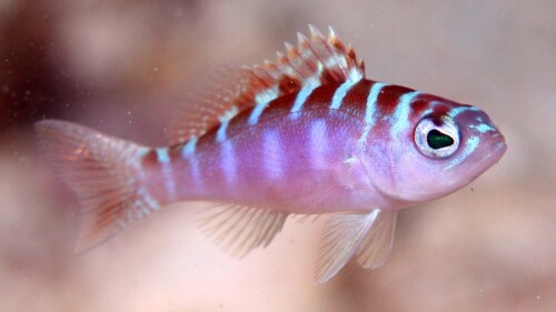 Serranus-Tortugarum-04