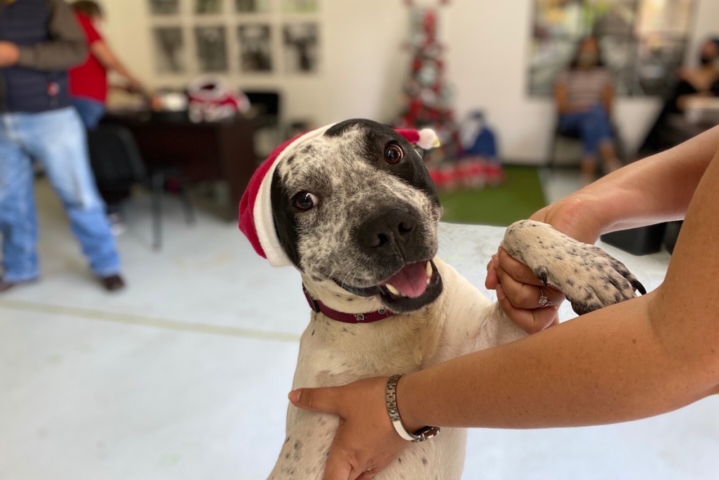 perritos-adopcion-metro-cdmx
