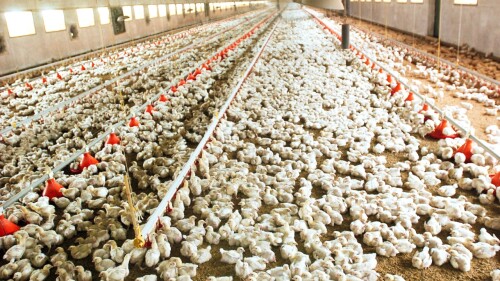 gripe-aviar-H5N1-efe