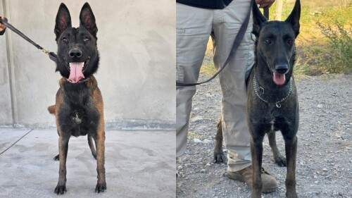 agente lina búsqueda personas México.jpg