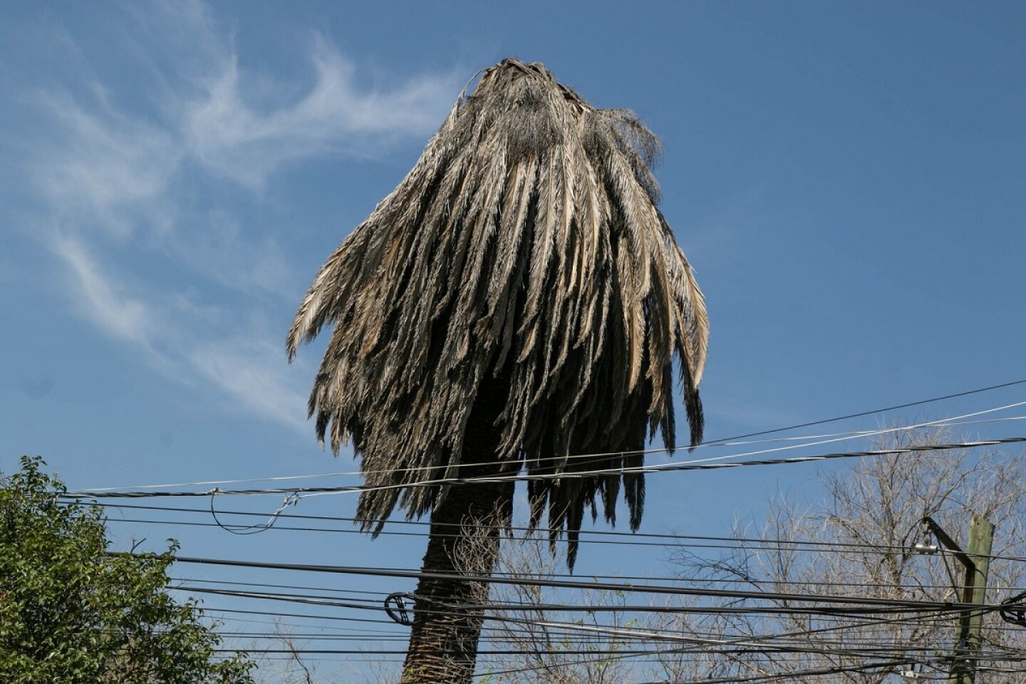 Palmera Muerta