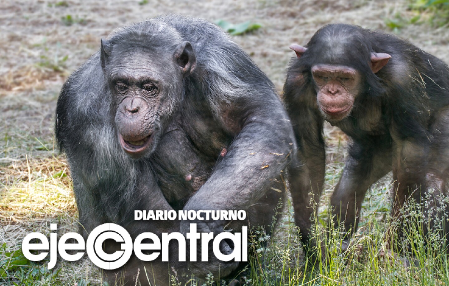 Promo_603_Chimpace