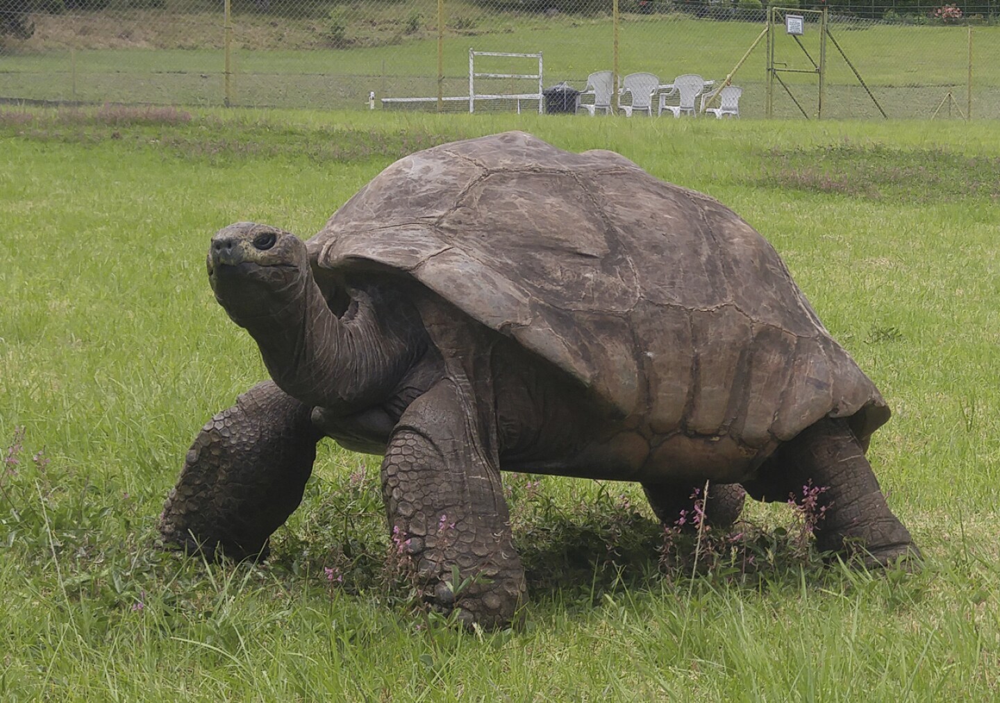 tortuga