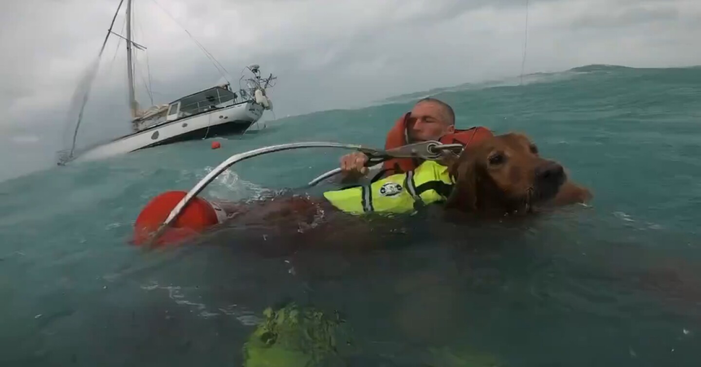 Perrito rescatado en el
Golfo de México