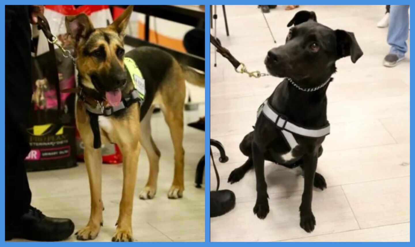 En Jalisco se emplean dos perros para detectar al gusano barrenador