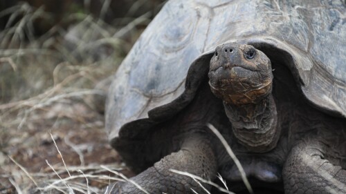 ECUADOR-GALAPAGOS-ANIMAL-ENVIRONMENT-SCIENCE