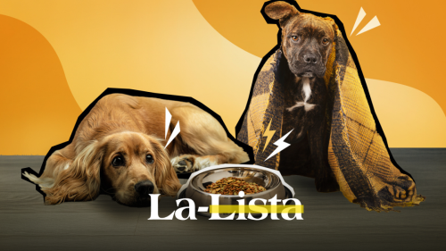 que-hacer-si-mi-perro-no-quiere-comer-y-esta-decaido-estas-son-las-posibles-causas-de-la-perdida-de-apetito-segun-especialistas.png