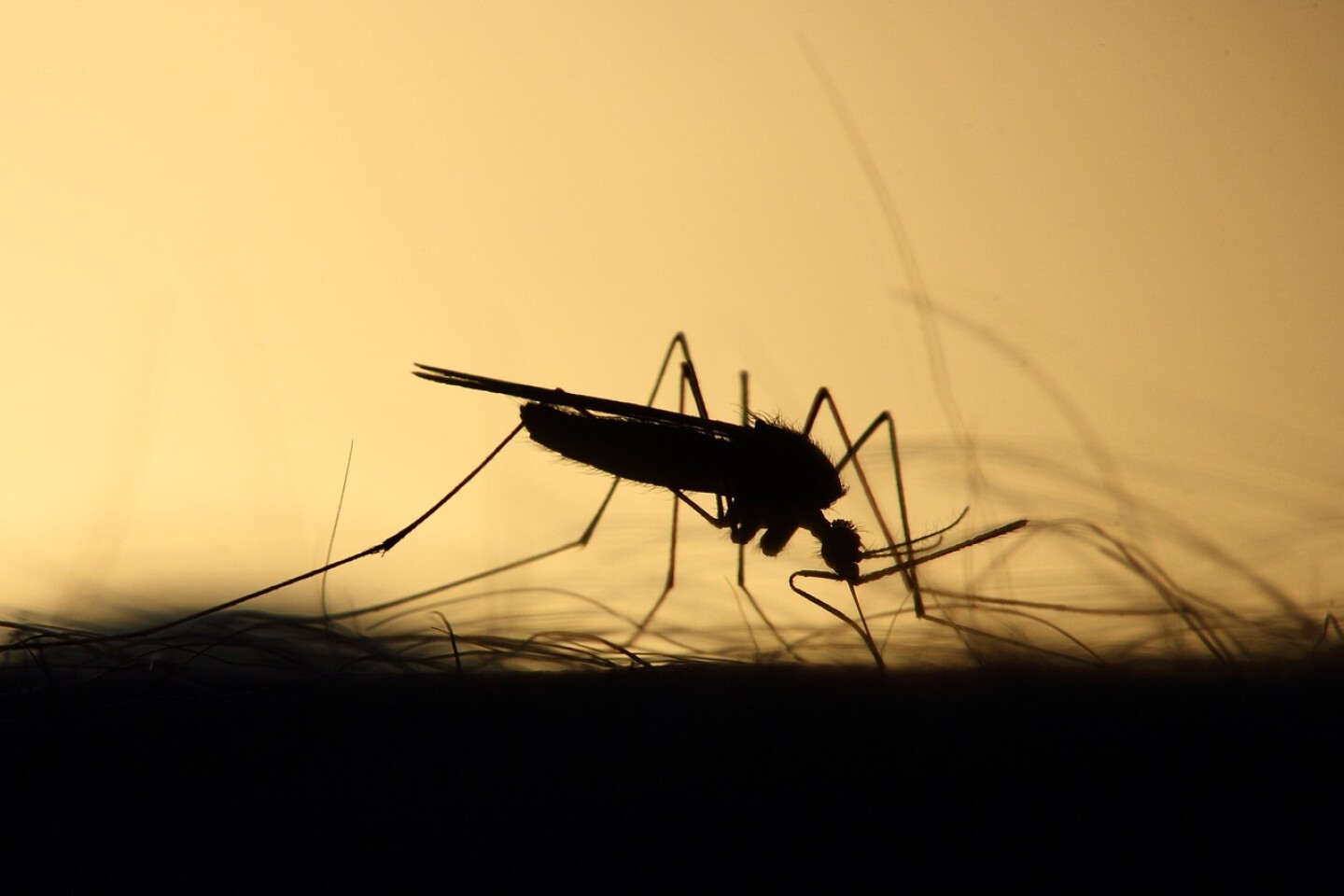 Fiebre-Oropoucheque-es-como-se-transmite-y-cuales-son-los-sintomas