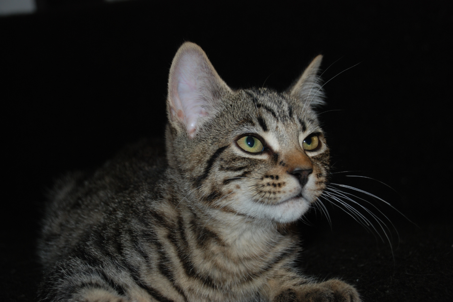 Qué significa el brillo de los ojos de los gatos