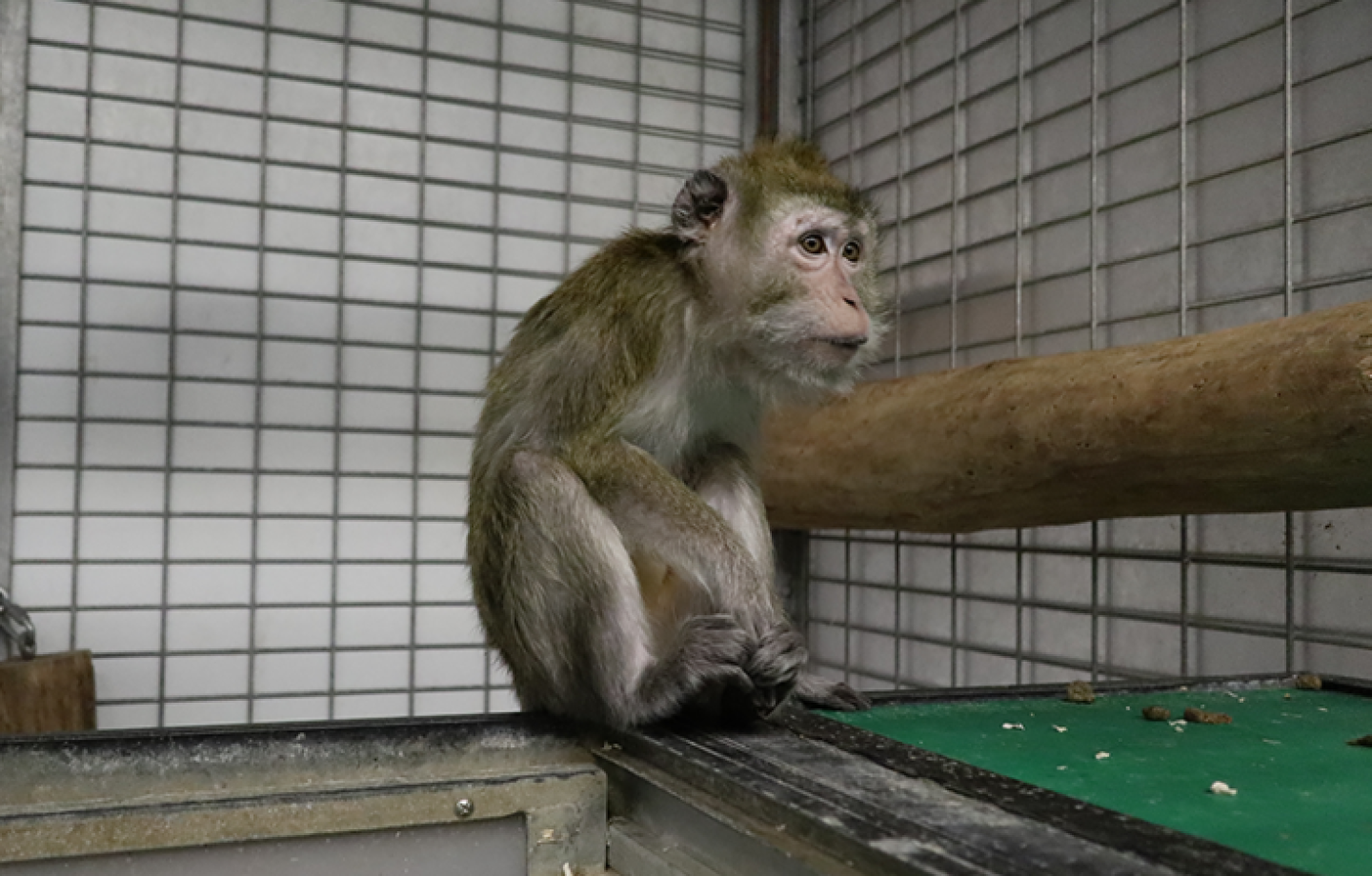 Foto: Cruelty Free International