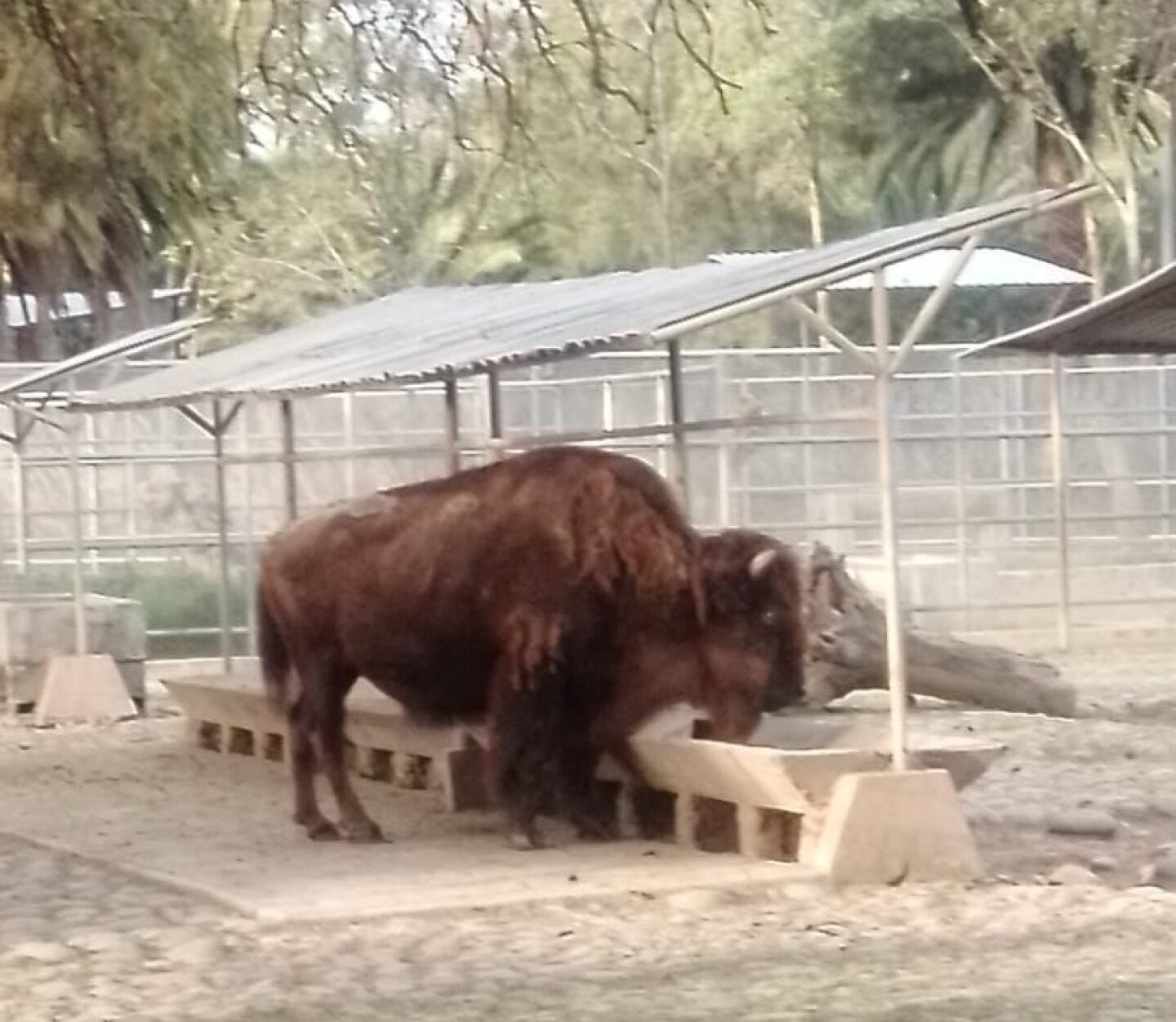 Murió 'La Diabla', la bisonte más vieja del Zoológico de Chapultepec