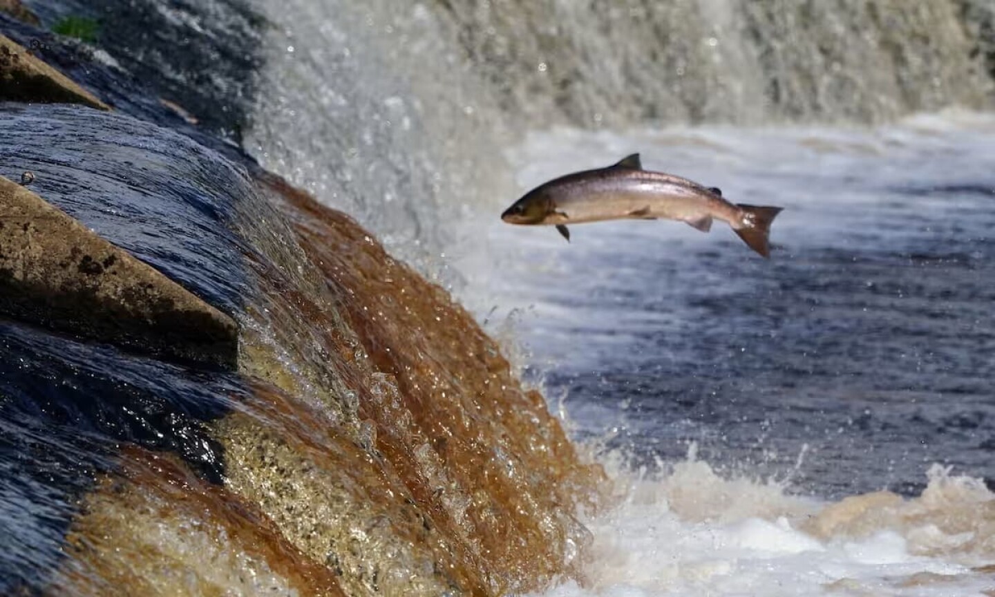 Poblaciones de peces migratorios de agua dulce