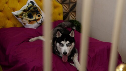 INDIA-SOCIETY-ANIMAL