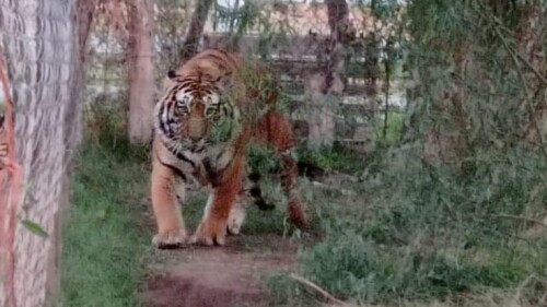 FGR asegura una leona y dos tigres de bengala en Sonora