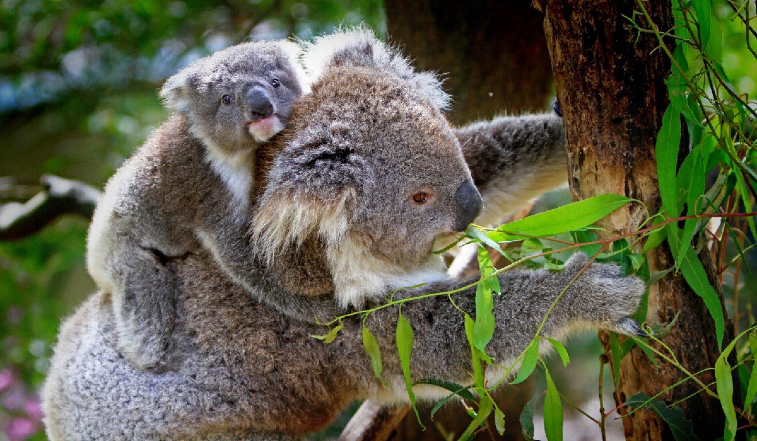 koalas en australia.jpg