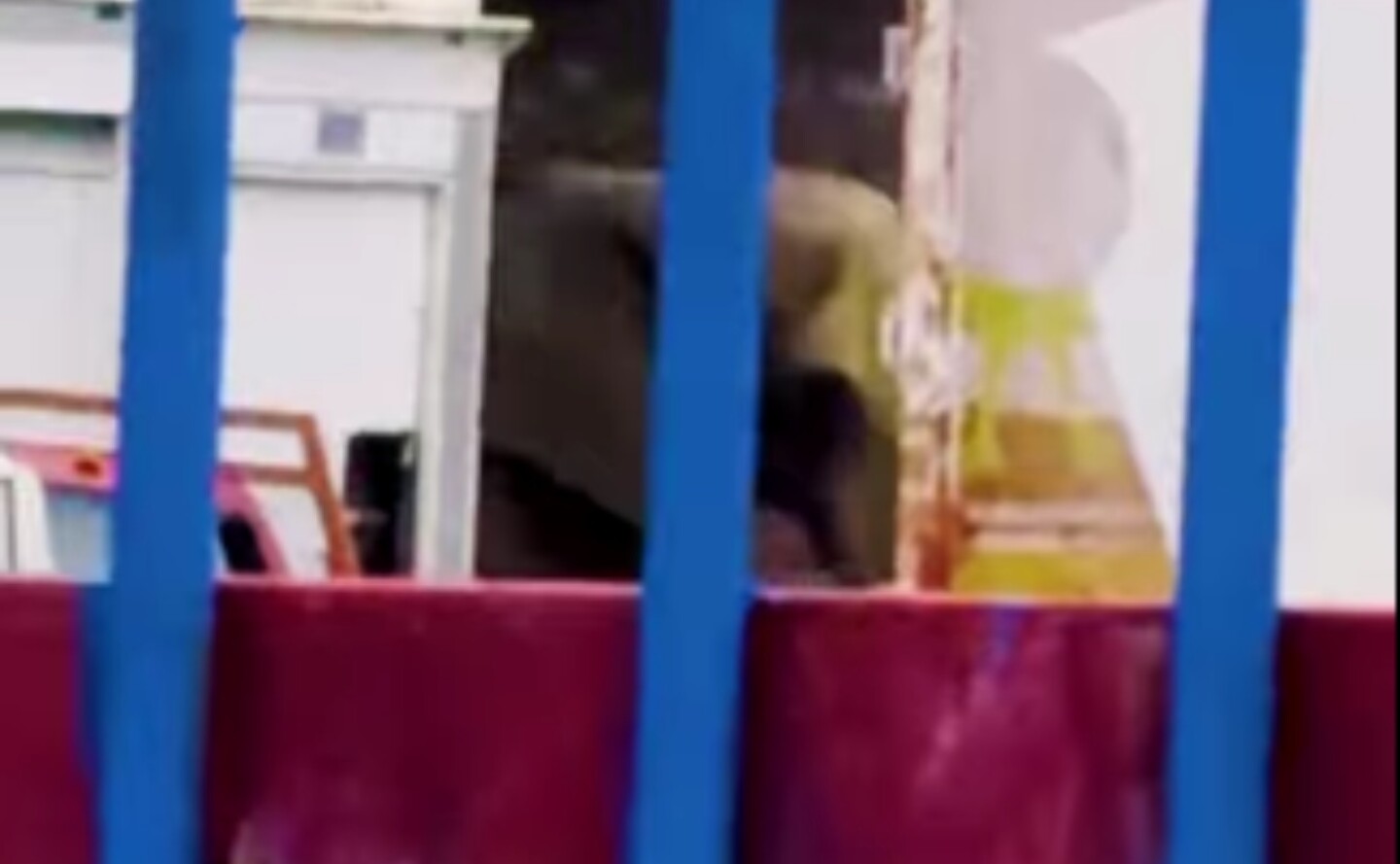 elefanta Annie Profepa Jalisco