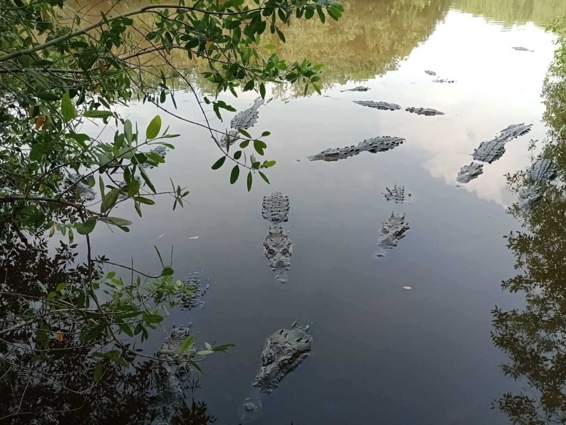 cocodrilario-la-manzanilla-jalisco
