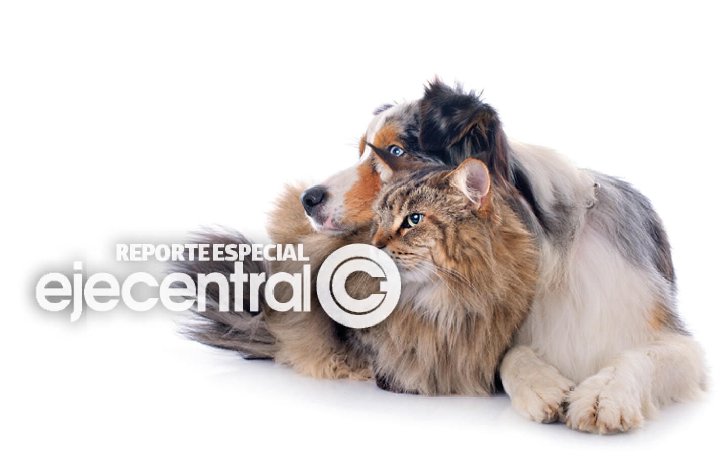Promo_489_Francia prohíbe venta de perros y gatos