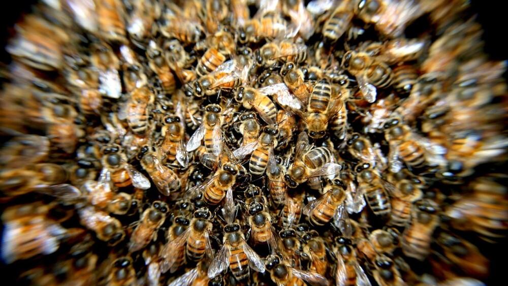 bees-276190_1280