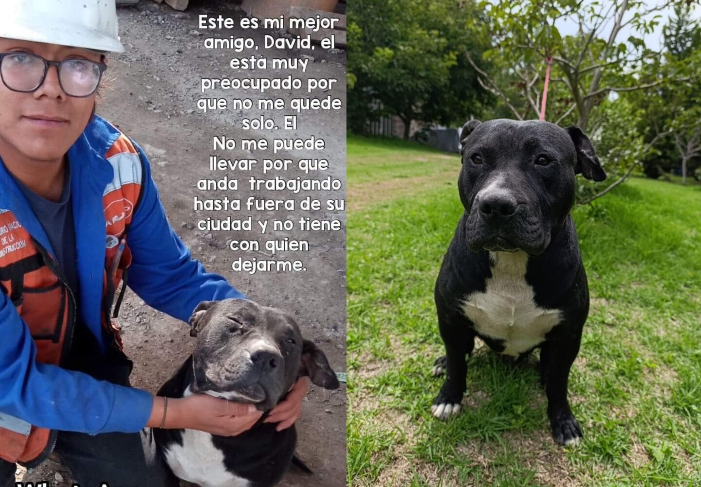 perrito El Negro.jpg