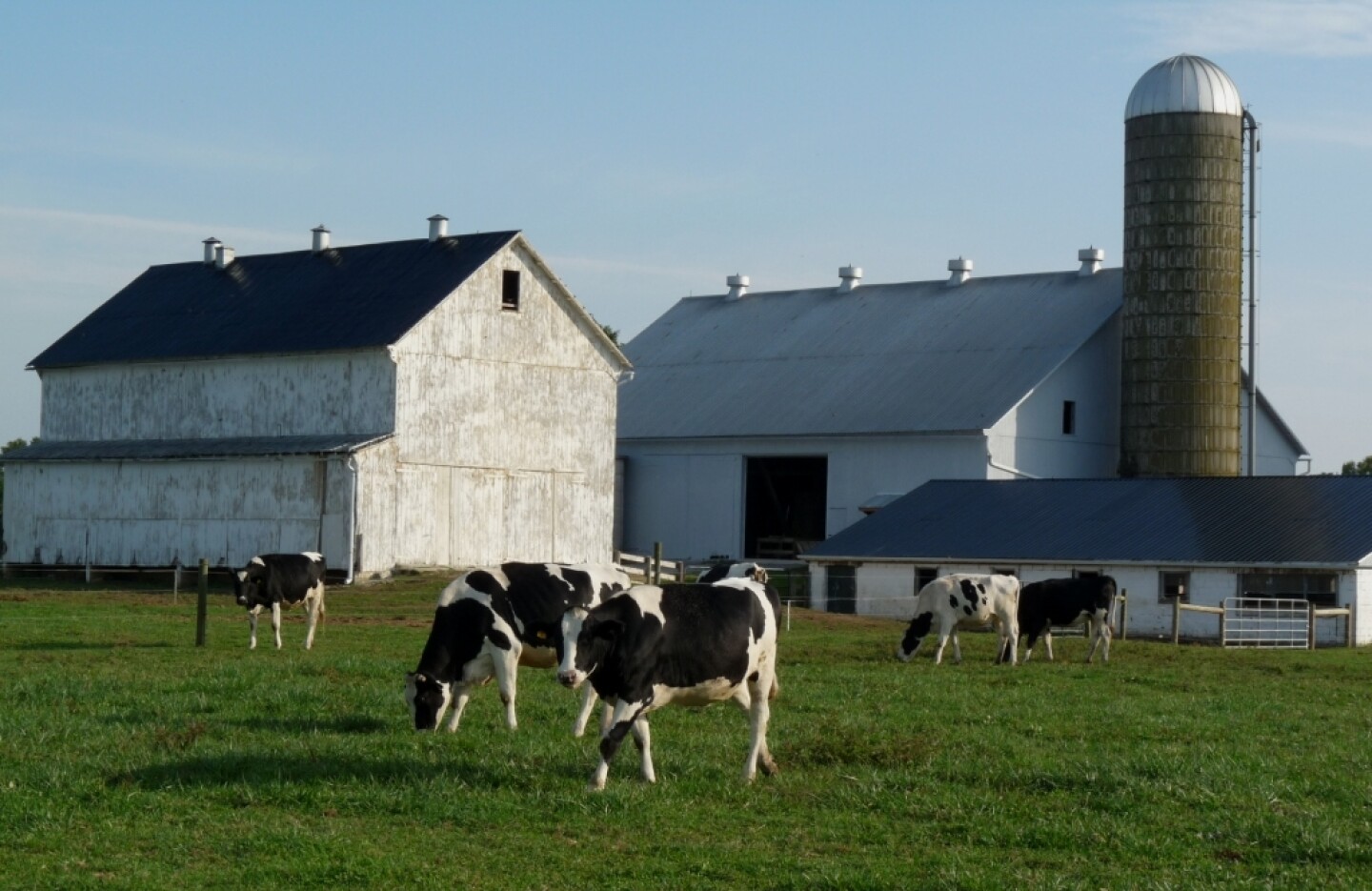 cows_by_dairy_farm
