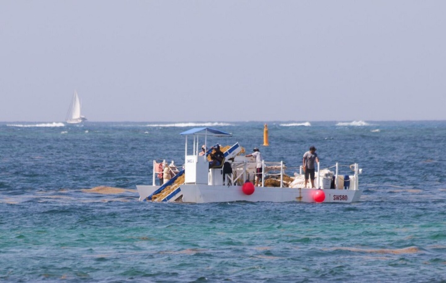 PUERTO MORELOS, QUINTANA ROO, 23MAYO2019.- Puerto Morelos cuenta con una estrategia integral para combatir el fenómeno natural del sargazo en complemento a las barreras  marinas una embarcación  recolecta la planta en el mar con esta labor se retira el 65% del sargazo del mar, así se continua de manera intensa  el combate a esta macroalga. FOTO: ELIZABETH RUIZ /CUARTOSCURO.COM