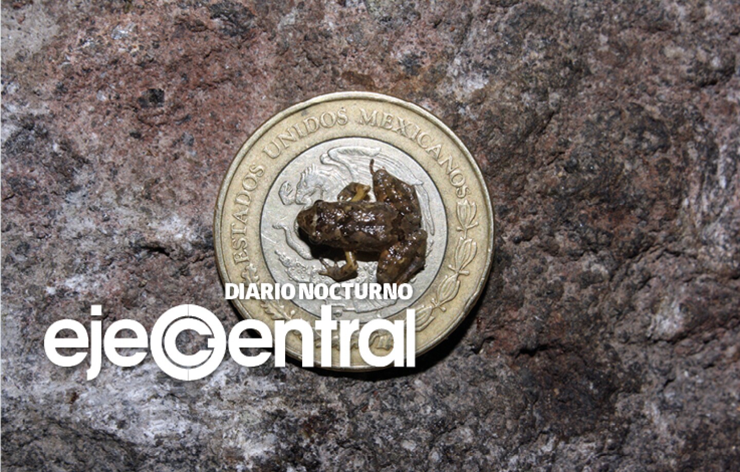 Promo_586_Nuevas ranas mexicanas