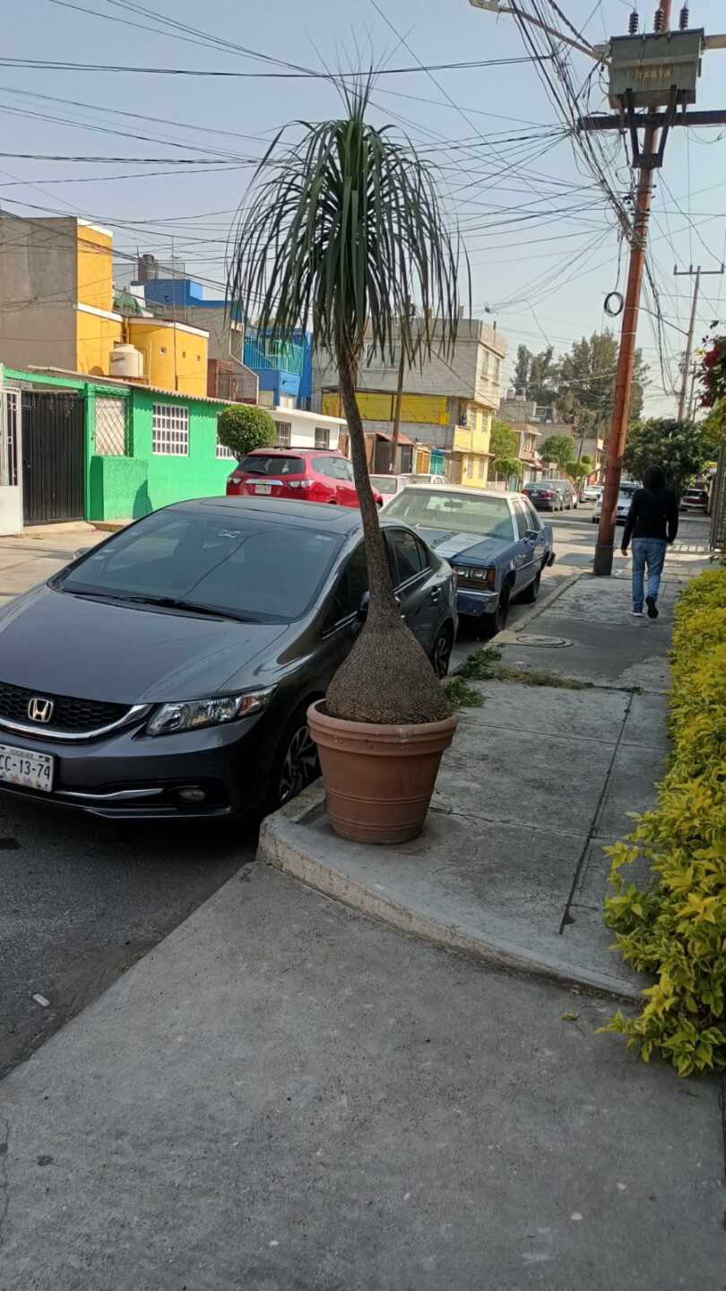 Pata de Elefante