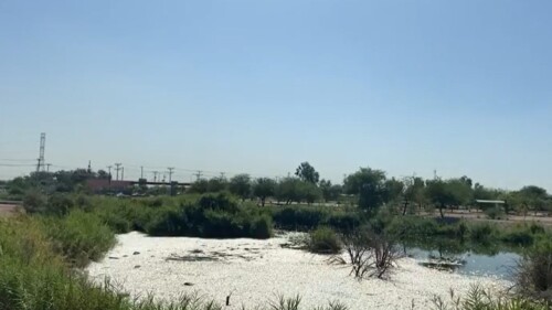 peces Mexicali-esp