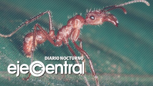 8-Promo-643_hormigas