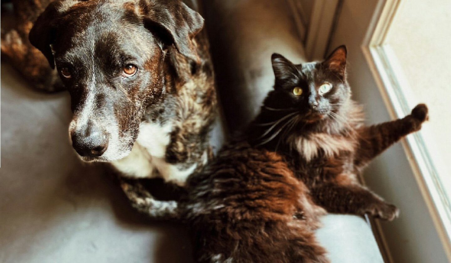 perros-gatos.jpg
