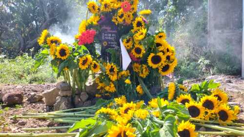 GIRASOLES ARIADNA