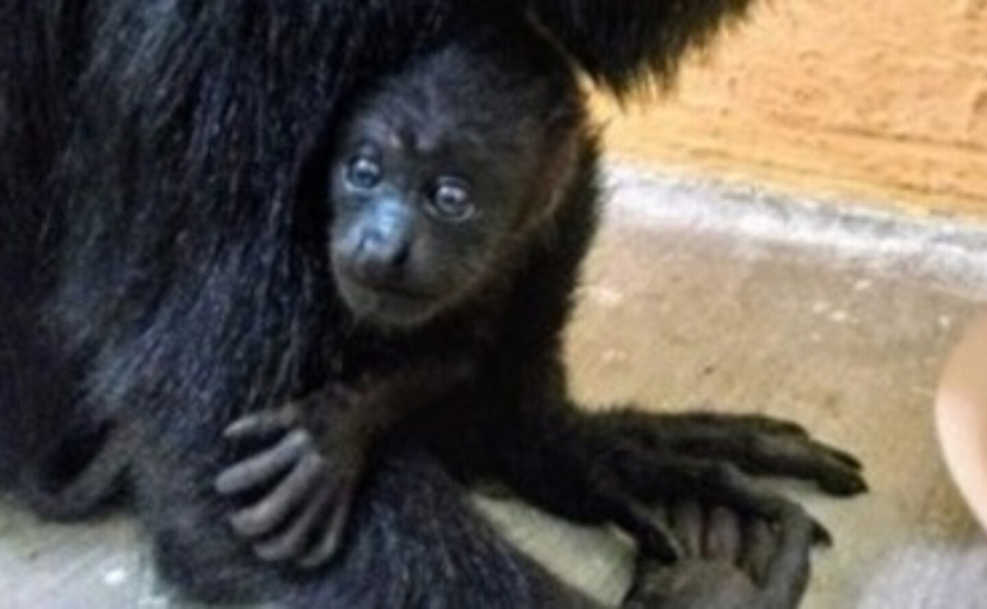 monos-saraguatos-tabasco-chiapas-gob-chiapas-1
