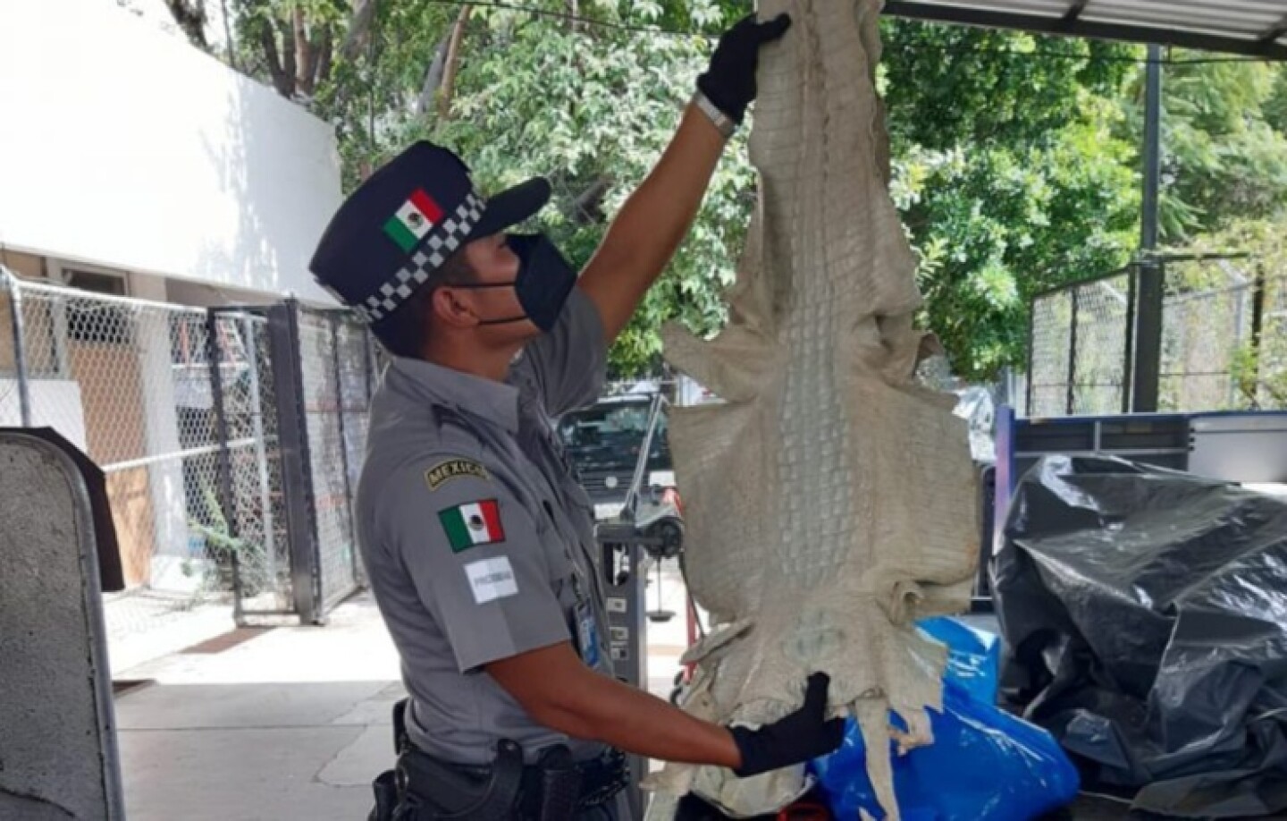 trafico-interpol-pieles-cocodrilo-768x507