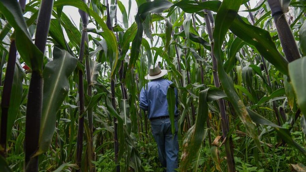 Recolección de Huitlacoche -3.jpg