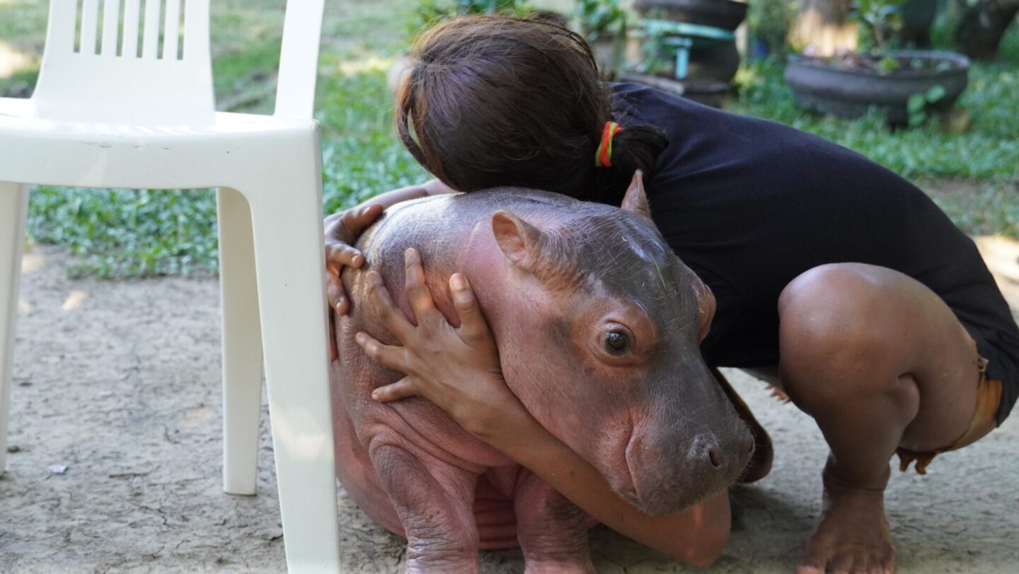 chica-con-hippo-silla