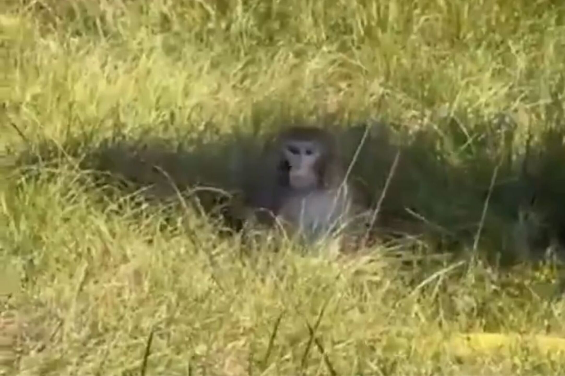 monos covid herpes escapan mississipi