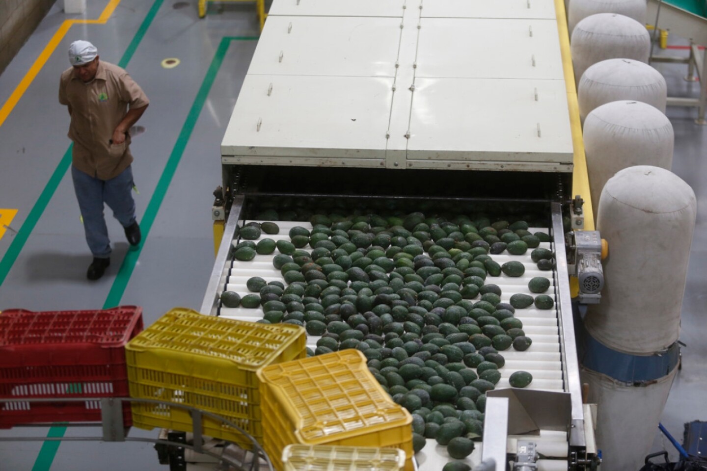 aguacate-jalisco-exportacion