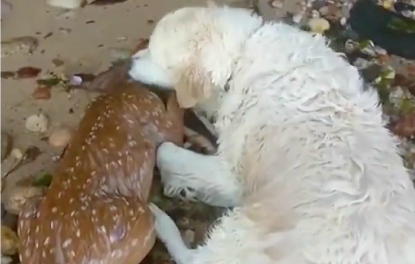 storm y bambi