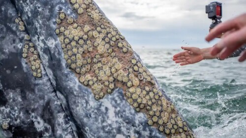 turistas estiran la mano para tocar la piel de una ballena gris en el pacífico