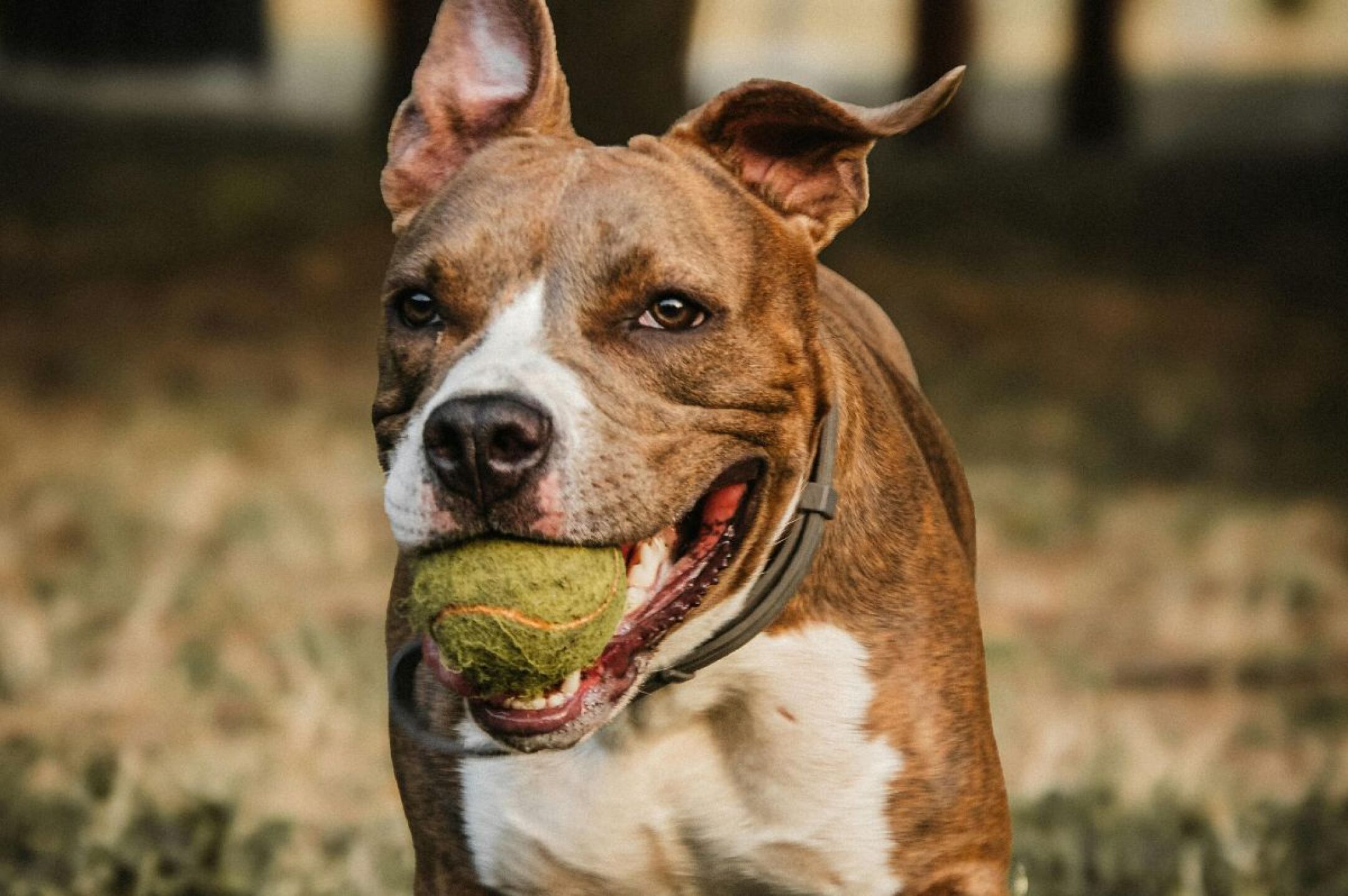 Adicciones en perros ansiedad estres