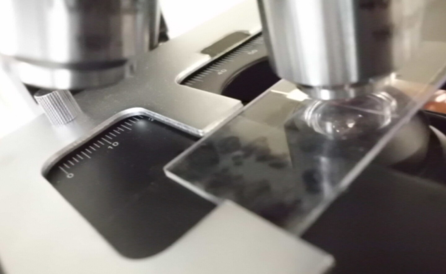 microscopio