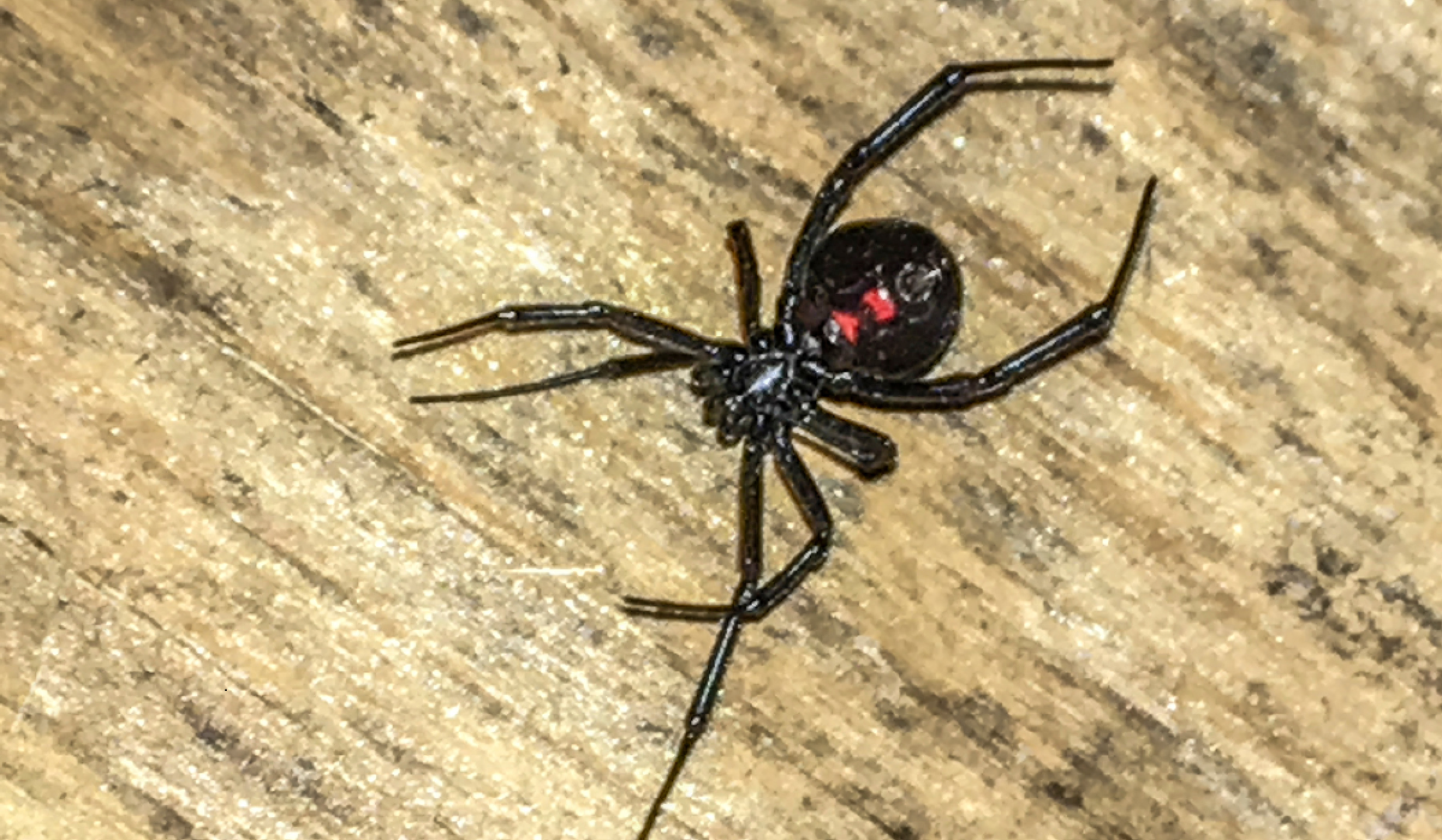 Araña Viuda Negra