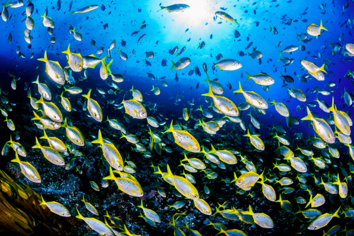 oceanos