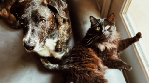 perros-gatos.jpg